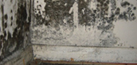 condensation black mould
